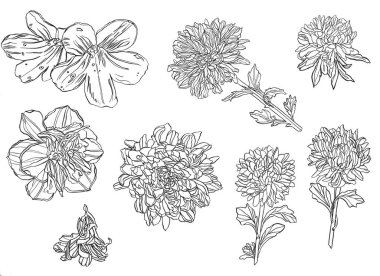 Yaz, kasımpatı çiçekleri, tarla güzel bitkiler, mürekkeple çizilmiş eller, farklı açılardan çizgi mürekkebi ile tomurcuklar.