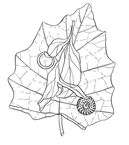 Dekoratif Karikatür Monokrom Canlı Yaprak Mürekkep Çizim Ağaç Dalı Whell — Stok fotoğraf