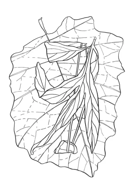 Dekorativa Tecknad Monokrom Levande Blad Bläck Hand Teckning Illustration Med — Stockfoto