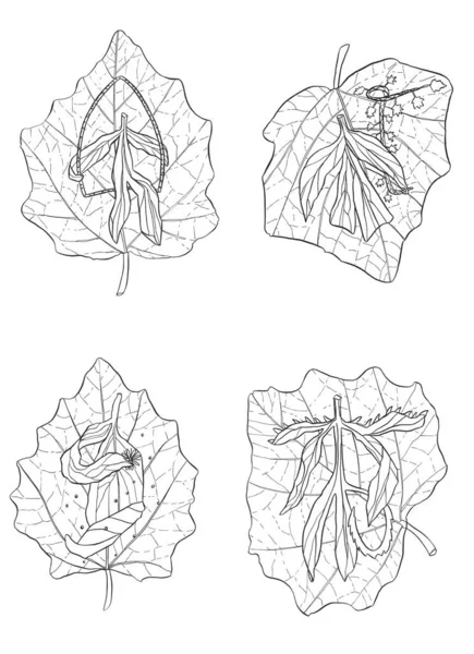 Dekoratív Rajzfilm Monokróm Élő Levél Tinta Kézzel Rajz Illusztráció Egy — Stock Fotó