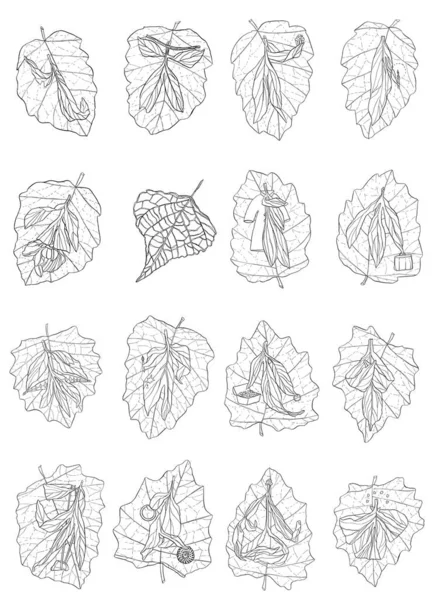 모노크롬 라이브 나뭇잎 나뭇가지 — 스톡 사진