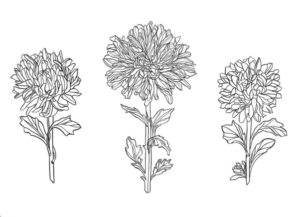 Лето Осенние Цветы Хризантемы Поле Красивое Растение Ручная Работа Чернилами — стоковое фото