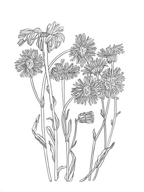 Papatya çiçeği resmi. Elle çizilmiş çiçek. Papatya çayı siyah mürekkep eskizi. Vahşi botanik bahçesi çiçek açıyor..