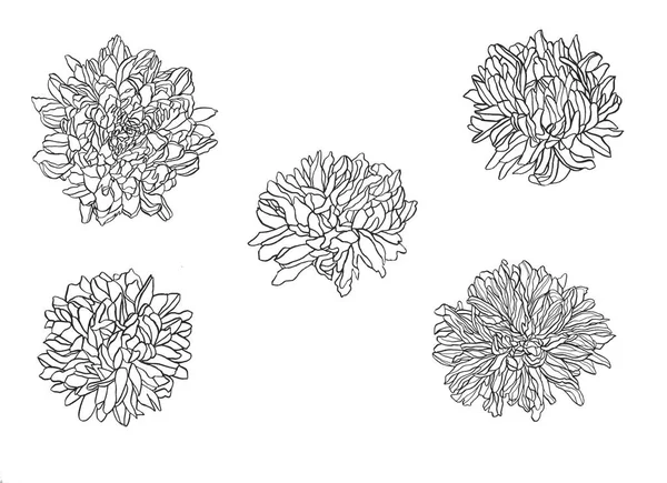 Verão, flores de outono de crisântemo, planta bonita campo, mão desenha com tinta, botões de diferentes ângulos com tinta — Fotografia de Stock