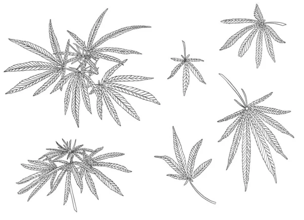 큰 대마와 잎의 장식 검은 트라파레 세트 가지 — 스톡 사진
