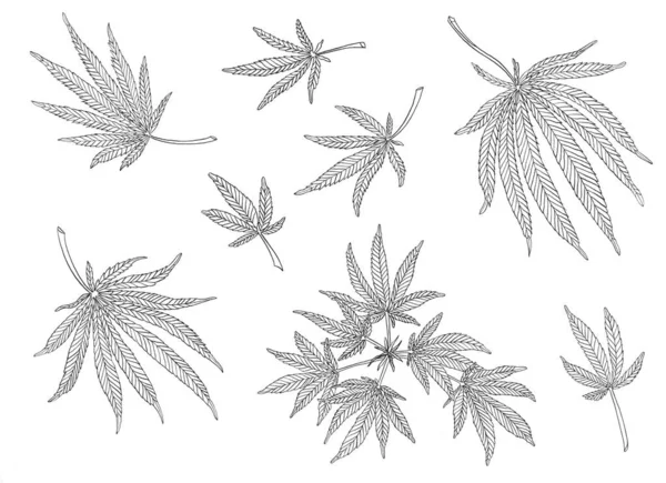 Decorativo nero trafaret set ramo di canapa grande e foglie — Foto Stock