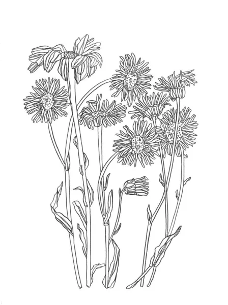 Dessin de fleurs de marguerite. dessin floral gravé à la main. Croquis à l'encre noire de camomille. Jardin botanique sauvage floraison . — Photo