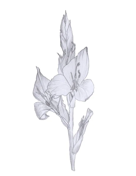 Illustration au crayon dessinée à la main de la branche Gladiolus isolée sur blanc — Photo