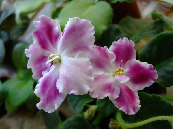 Vacker rosa och vit blomma. Afrikansk violett huvud makro foto. Afrikansk violblomma — Stockfoto