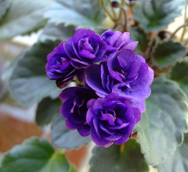 Hermosa flor violeta oscura entre las hojas. Foto macro de cabeza violeta africana. Flor violeta africana —  Fotos de Stock