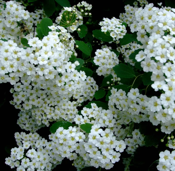 Flores blancas delicadas florecen entre los verdes —  Fotos de Stock