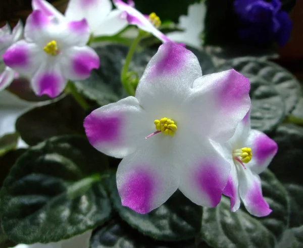 Hermosa flor rosa y blanca. Foto macro de cabeza violeta africana. Flor violeta africana —  Fotos de Stock