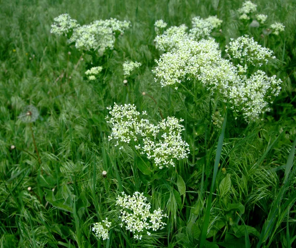 Flori delicate albe înfloresc printre iarbă — Fotografie, imagine de stoc