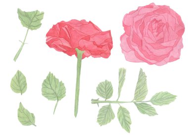Elementleri ayarla. Yapraklı kırmızı güller, botanik el boyası Clipart