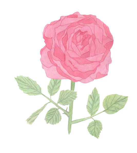 Rosa Acuarela Una Flor Aislada Sobre Fondo Blanco Dibujo Mano —  Fotos de Stock