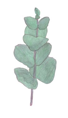 Watercolor eucaliptus leaves branch. Floristic design elements for floristics. Hand drawn illustration. Greeting card.