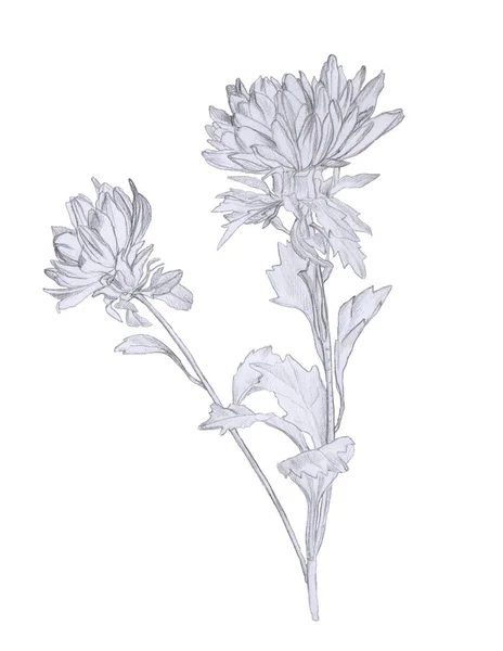 Aster flowers Hand Drawn Pencil Illustration Isolated on White — Stock Photo, Image