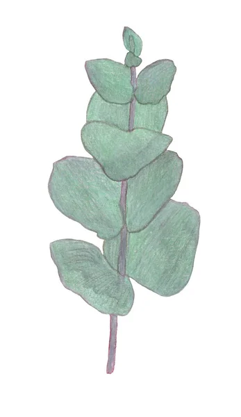 Watercolor eucaliptus leaves branch. Floristic design elements for floristics. Hand drawn illustration. Greeting card. — 스톡 사진