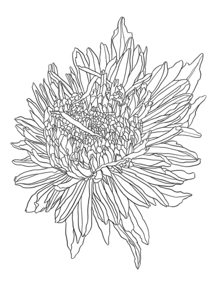 Aster desenho de tinta de flor. mão desenhada gravado floral. Florescimento do jardim botânico selvagem . — Fotografia de Stock