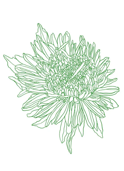 Dibujo de tinta de flor verde aster. mano dibujada grabado floral. Floración del jardín botánico salvaje . —  Fotos de Stock