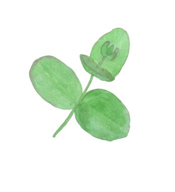 Watercolor eucaliptus leaves branch. Floristic design elements for floristics. Hand drawn illustration. Greeting card.