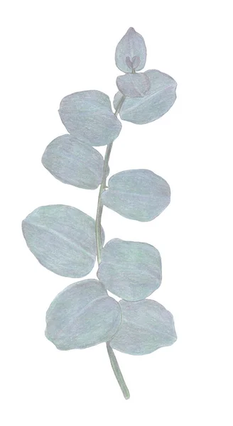 Акварель листья эвкалипта ветви. Цветочные элементы дизайна для флористики. Ручной рисунок. Открытка . — стоковое фото