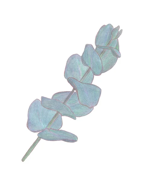 Acquerello ramo foglie di eucalipto. Elementi di design floreale per la floristica. Illustrazione disegnata a mano. Biglietto d'auguri . — Foto Stock