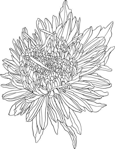 Aster flor tinta dibujo. mano dibujada grabado floral. Floración del jardín botánico salvaje . — Archivo Imágenes Vectoriales