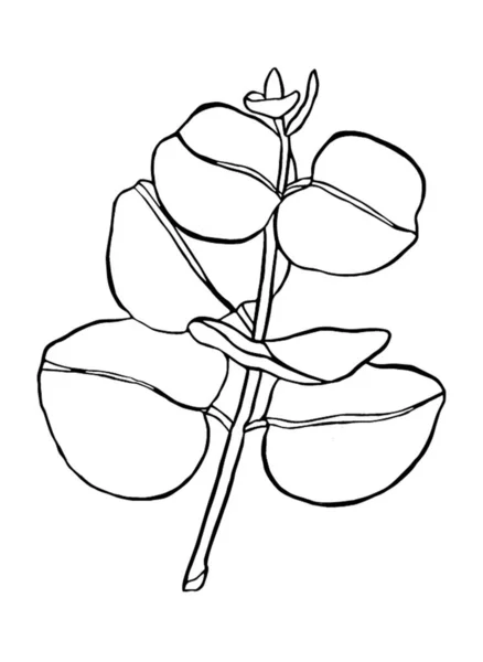 Černá čára eukaliptus opouští větev. Floristické designové prvky pro květinářství. Ručně kreslená ilustrace. Pozdrav. — Stockový vektor
