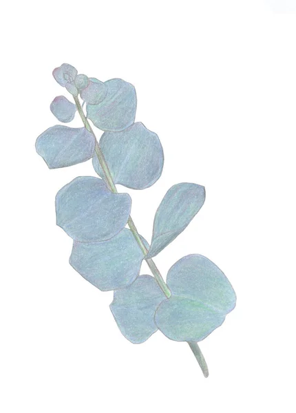 유칼립투스 나뭇가지 식물학적 요소는 곡예를 것이다 손으로 인사말 꽃무늬 — 스톡 사진