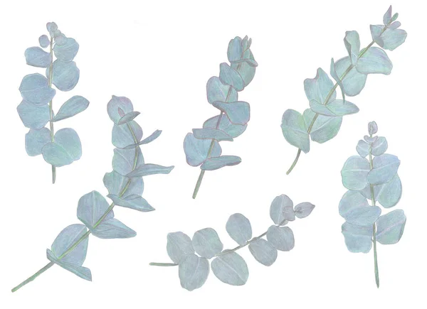 Akvarell Ceruzák Beállítva Eukaliptusz Levelek Virágos Tervezési Elemek Florisztikához Kézzel — Stock Fotó