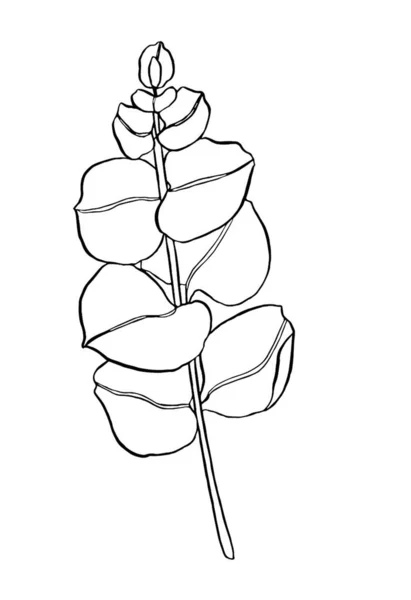 黑线桉树叶枝 植物学的植物设计元素 手绘插图 问候卡 花色印刷 — 图库照片