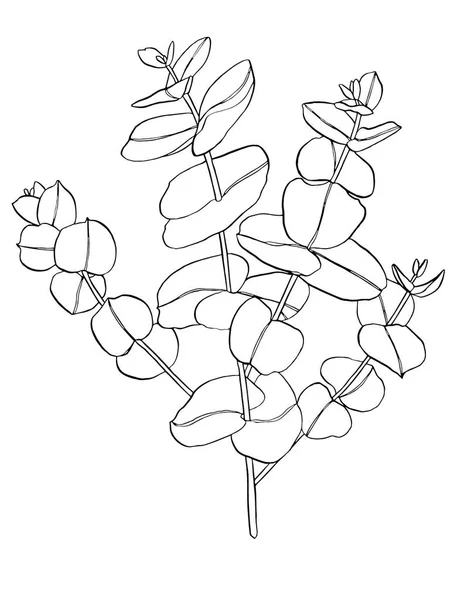 Ligne noire eucaliptus feuilles branche. Éléments de conception floristique pour la floristique. Illustration dessinée à la main. Carte de voeux . — Image vectorielle