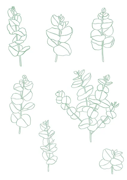 Serie Verde Ramo Foglie Eucalipto Elementi Design Floreale Floristica Illustrazione — Foto Stock