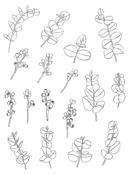 Conjunto Preto Ramos Folhas Eucaliptus Elementos Design Florístico Para Florística — Fotografia de Stock