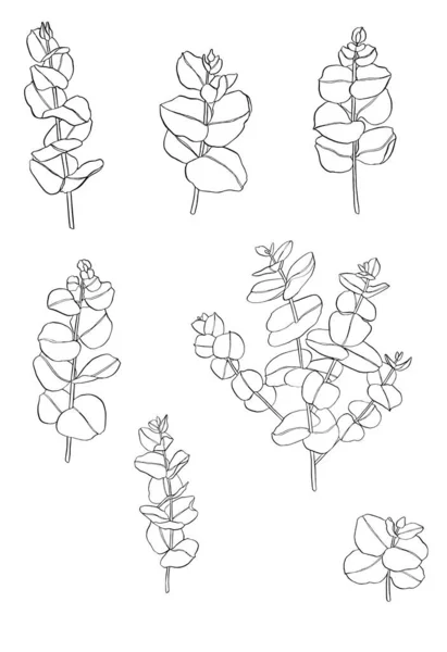 Schwarze Reihe Von Eukaliptusblättern Zweig Floristische Designelemente Für Die Floristik — Stockvektor