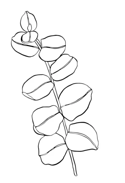 Ligne Noire Eucaliptus Feuilles Branche Éléments Conception Floristique Pour Floristique — Image vectorielle