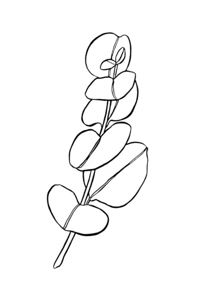 黒線のユーカリの葉の枝 花序のための花のデザイン要素 手描きイラスト グリーティングカード Print — ストックベクタ