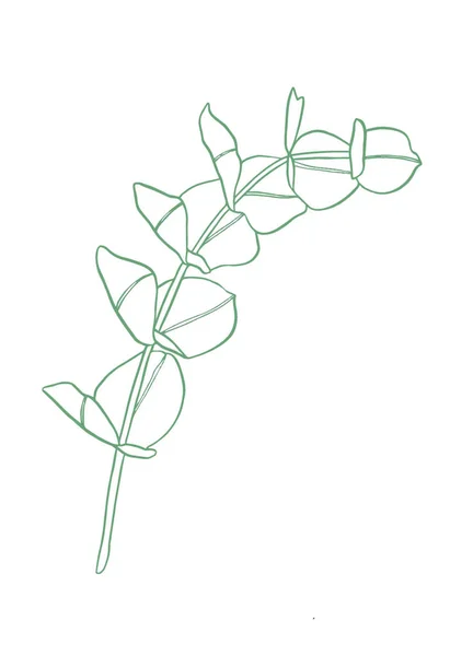 Green Line Eucalyptus Leaves Branch Floristic Design Elements Floristics Hand — Stock Photo, Image
