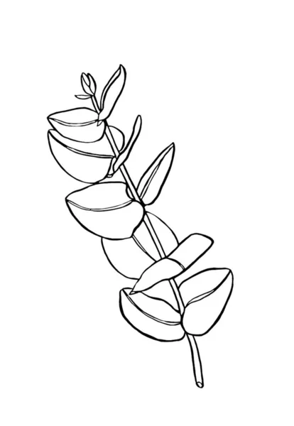 Černá Čára Eukaliptus Opouští Větev Floristické Designové Prvky Pro Květinářství — Stockový vektor