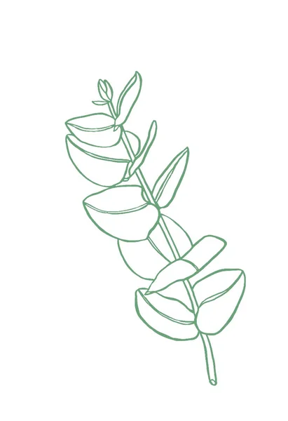 Green Line Eucalyptus Leaves Branch Floristic Design Elements Floristics Hand — Stock Photo, Image
