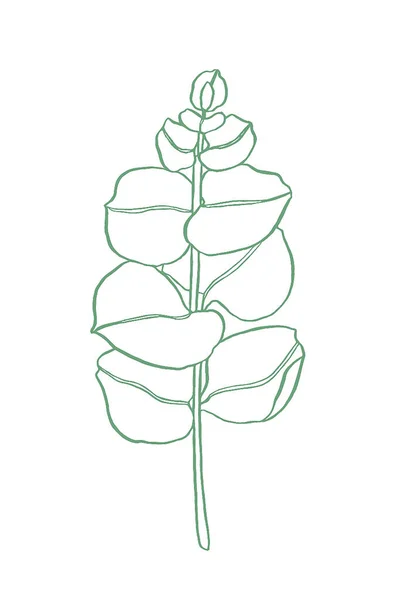 绿线桉树叶枝 植物学的植物设计元素 手绘插图 问候卡 花色印刷 — 图库照片