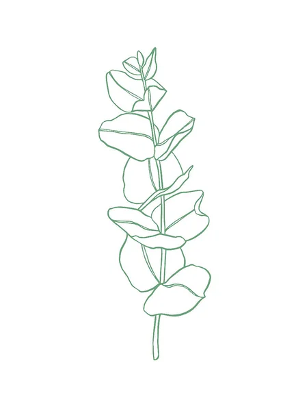 绿线桉树叶枝 植物学的植物设计元素 手绘插图 问候卡 花色印刷 — 图库照片