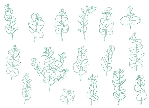 Yeşil Set Okaliptüs Daldan Ayrılır Çiçekçilik Için Çiçek Tasarım Elementleri — Stok fotoğraf