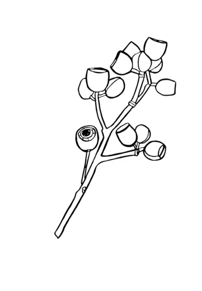 Черная Ветвь Эвкалипта Цветочные Элементы Дизайна Флористики Рисунок — стоковый вектор