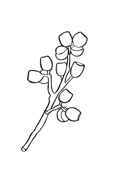 Kara Okaliptüs Böğürtlen Dalı Çiçekçilik Için Çiçek Tasarım Elementleri Çizimi — Stok Vektör