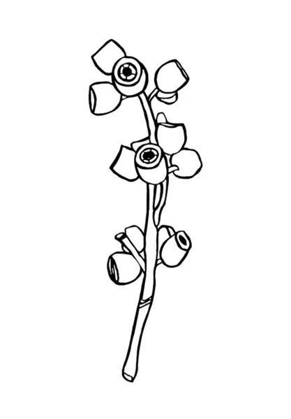 Rama Bayas Eucalipto Negro Elementos Diseño Florístico Para Florística Dibujado — Archivo Imágenes Vectoriales