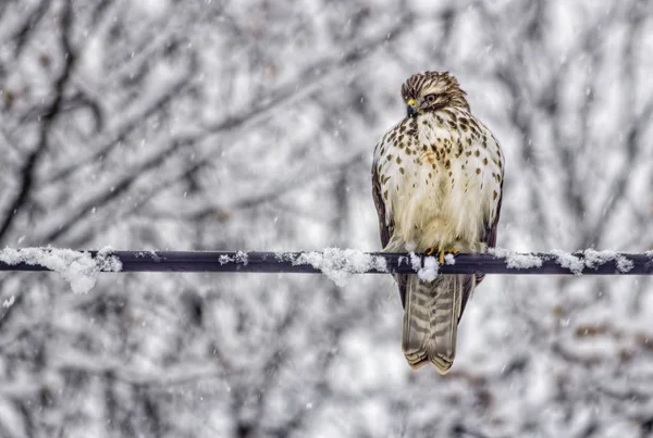 Hawk in the Snow