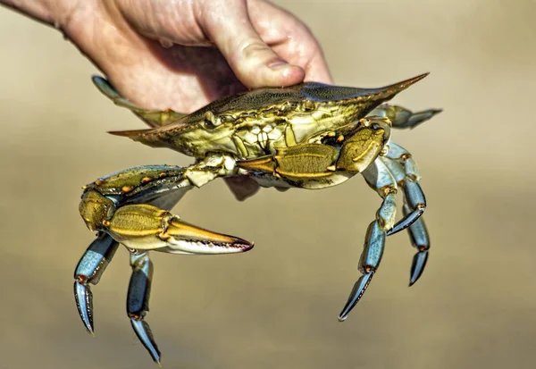 Hand Holding Fresh Blue Crab — Stock Photo, Image
