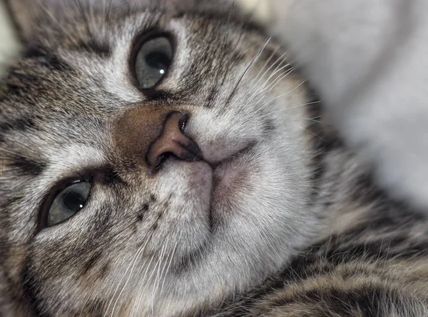 Close up of Kitten's face — Stock Photo, Image